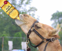 This is why our horse came in last. Yeah, we know. Our horse drinking Cuervo tequila is really a camel.